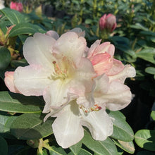 Load image into Gallery viewer, Rhododendron Unique 
