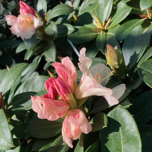 Rhododendron | Unique