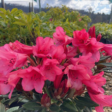 Load image into Gallery viewer, Rhododendron &#39;Winsome&#39;, evergreen shrub with deep-green, spear-shaped foliage and soft cascades of bell-shaped, salmon-pink flowers.
