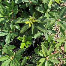 Load image into Gallery viewer, Rhododendron &#39;You Beaut&#39;, bright-green foliage
