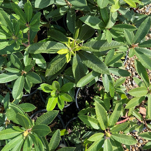 Rhododendron 'You Beaut', bright-green foliage