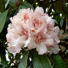 Load image into Gallery viewer, Rhododendron &#39;Boddaertianum&#39;, evergreen shrub with rich-green foliage and trusses of snowy-white flowers with dark pink speckles.
