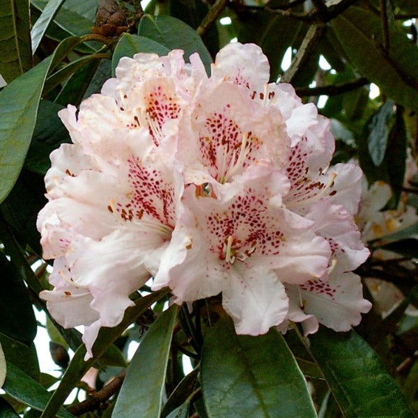 Rhododendron 'Boddaertianum', evergreen shrub with rich-green foliage and trusses of snowy-white flowers with dark pink speckles.