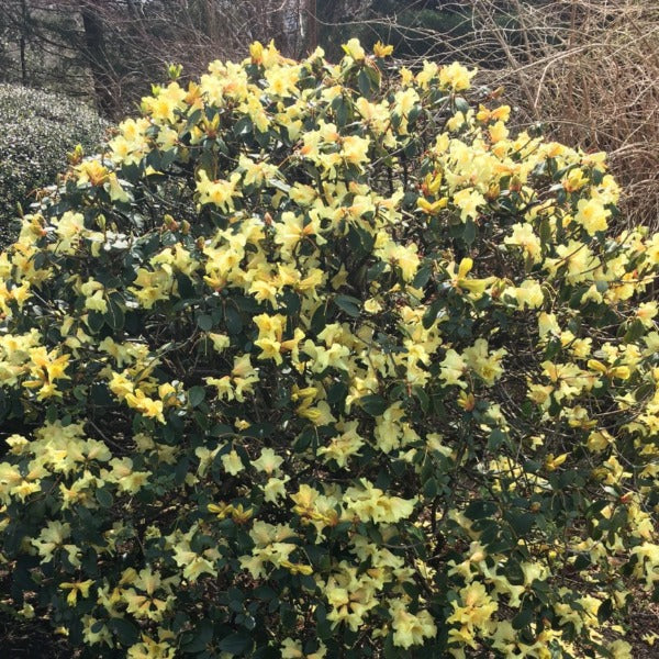 Rhododendron | Chrysomanicum