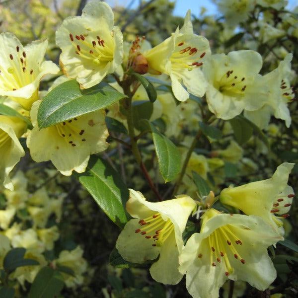 Rhododendron 'Lemon Mist', evergreen shrub with bright-green foliage and soft trusses of funnel-shaped, lemon-yellow flowers.