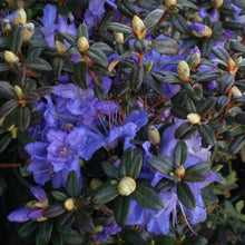 Load image into Gallery viewer, Rhododendron &#39;Ocean Lake&#39;, evergreen dwarf shrub with dark green foliage and clusters of lavender-blue flowers.
