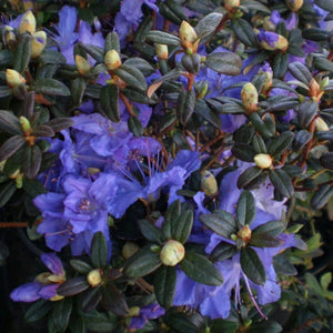 Rhododendron 'Ocean Lake', evergreen dwarf shrub with dark green foliage and clusters of lavender-blue flowers.