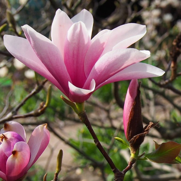 Magnolia 'Heaven Scent', deciduous tree with  massive tulip-shaped blooms in pastel lavender-pink, shading to white on the inside, Very fragrant.
