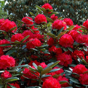 Rhododendron 'Noyo Chief', evergreen shrub with ultra glossy, dark-green foliage and trusses of bell-shaped, bright rose-red flowers.