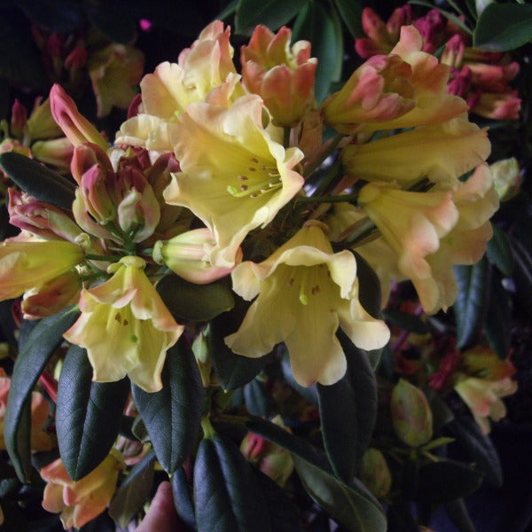 Rhododendron 'Nancy Evans', evergreen shrub with deep-green, pointy foliage and loose trusses of bell-shaped, amber-yellow flowers.