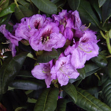 Load image into Gallery viewer, Rhododendron &#39;Arthur Bedford&#39;, evergreen shrub with bright-green foliage and trusses of funnel-shaped, pale mauve blooms with ruffled edges and speckled throat.
