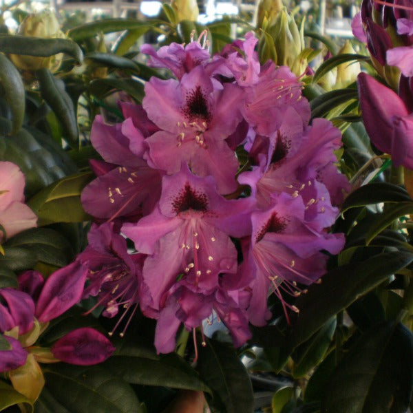 Rhododendron 'Bumble Bee', evergreen shrub with glossy dark-green foliage and trusses of bright purple blooms with dark maroon blotch.