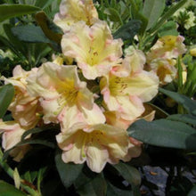 Load image into Gallery viewer, Rhododendron &#39;Holy Moses&#39;, evergreen shrub with dark-green foliage and bi-coloured blooms in salmon pink and yellow.
