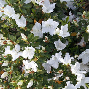 Azalea "Alba Magnifica", evergreen shrub with mid-green foliage and white flowers.