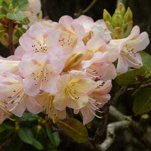 Rhododendron 'Alison Johnstone', evergreen shrub with bluish-green foliage and trusses of funnel-shaped, cream coloured flowers, blushed pink.