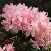 Load image into Gallery viewer, Rhododendron &#39;Ginny Gee&#39;, evergreen shrub with matte-green foliage and clusters of bell-shaped blooms in pale-pink, fading to white.
