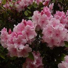 Load image into Gallery viewer, Rhododendron &#39;Pink Pearl&#39;, evergreen shrub with bright-green pointy foliage and conical trusses of soft-pink flowers.
