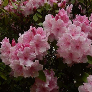 Rhododendron 'Pink Pearl', evergreen shrub with bright-green pointy foliage and conical trusses of soft-pink flowers.