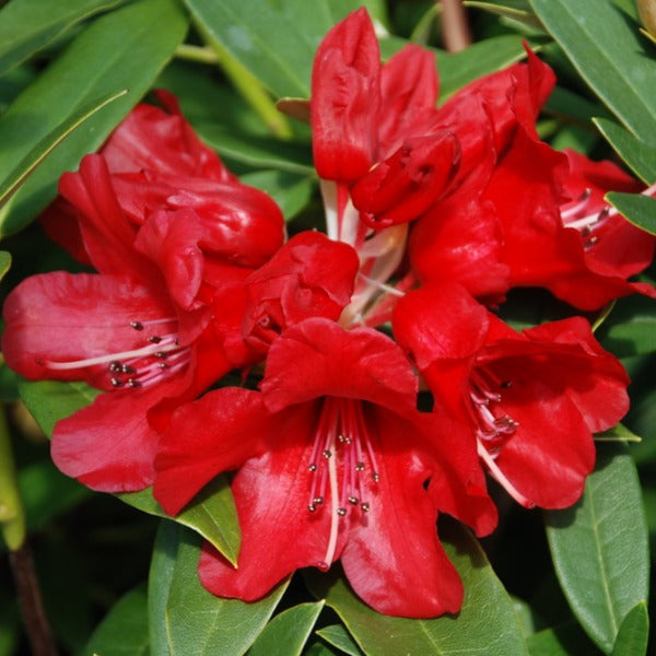 Rhododendron | Firedance