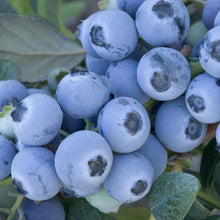 Load image into Gallery viewer, Blueberry &#39;Early Blue&#39; Northern Highbush 
