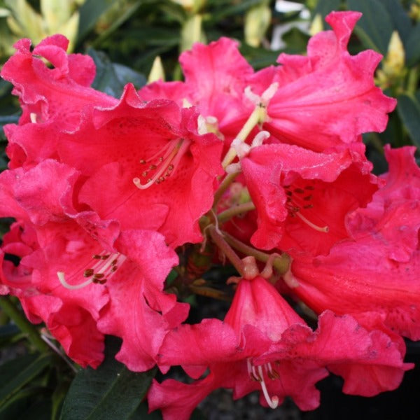 Rhododendron 'Johnny Bender', evergreen shrub with dark-green foliage and loose trusses of funnel-shaped currant-red flowers.