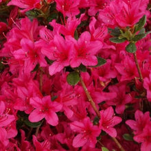 Load image into Gallery viewer, Azalea &#39;Christmas Cheer, evergreen shrub with clear red flowers.
