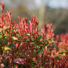 Load image into Gallery viewer, Photinia Robusta, evergreen shrub. New foliage is a  striking red colour, turning to a glossy dark green when mature.
