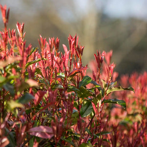 Photinia Robusta, evergreen shrub. New foliage is a  striking red colour, turning to a glossy dark green when mature.