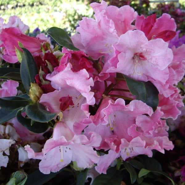 Rhododendron 'Douglas R Stephens', evergreen shrub with dark-green foliage and clusters of rose-red blooms with wavy edges.