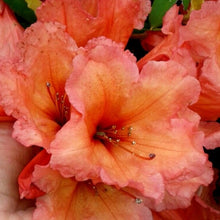 Load image into Gallery viewer, Rhododendron &#39;Old Copper&#39; evergreen shrub with sage-green foliage and trusses of bell-shaped coppery-orange blooms.
