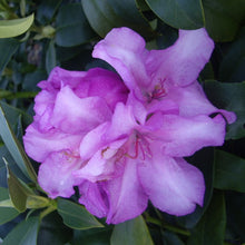 Load image into Gallery viewer, Rhododendron &#39;Countess of Athlone&#39;, evergreen shrub with glossy lime-green foliage and trusses of deep-mauve, wavy-edged blooms.
