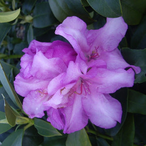 Rhododendron 'Countess of Athlone', evergreen shrub with glossy lime-green foliage and trusses of deep-mauve, wavy-edged blooms.