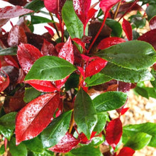 Load image into Gallery viewer, Photinia Red Robin. evegreen shrub with dark-green glossy foliage and sparkling red new growth.

