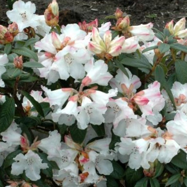 Rhododendron 'Cowbells', evegreen shrub with dark-green foliage and loose trusses of white flowers with pink flashes and a peachy calyx.