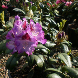 Rhododendron | Blue Ensign