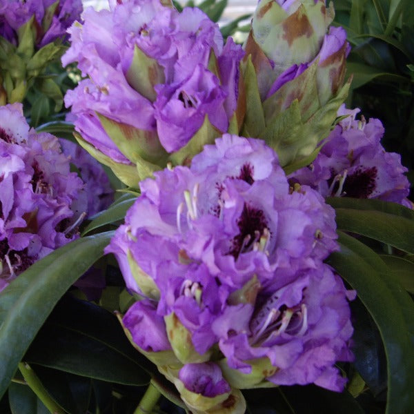 Rhododendron 'Blue Peter', evergreen shrub with dark-green foliage and pale-lavender, wavy-edged blooms with maroon speckles on the throat.