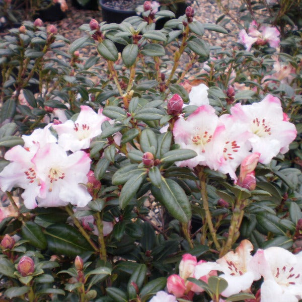 Rhododendron 'Bric-a-Brac', evergreen shrub with glossy green foliage and loose trusses of funnel-shaped, pink to white flowers.