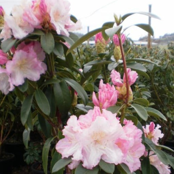 Rhododendron 'Jeanette Clarke', evergreen shrub with mid-green foliage and pale-pink, ruffled-edged blooms.