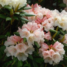 Load image into Gallery viewer, Rhododendron &#39;Grumpy&#39;, evergreen shrub with glossy, dark-green foliage and trusses of bell-shaped, pale-pink flowers.
