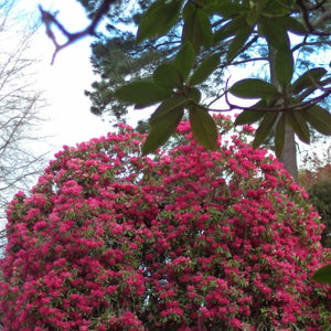 Rhododendron | Broughtonii