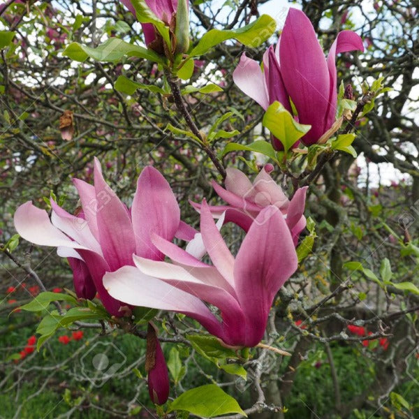 Magnolia | Liliiflora