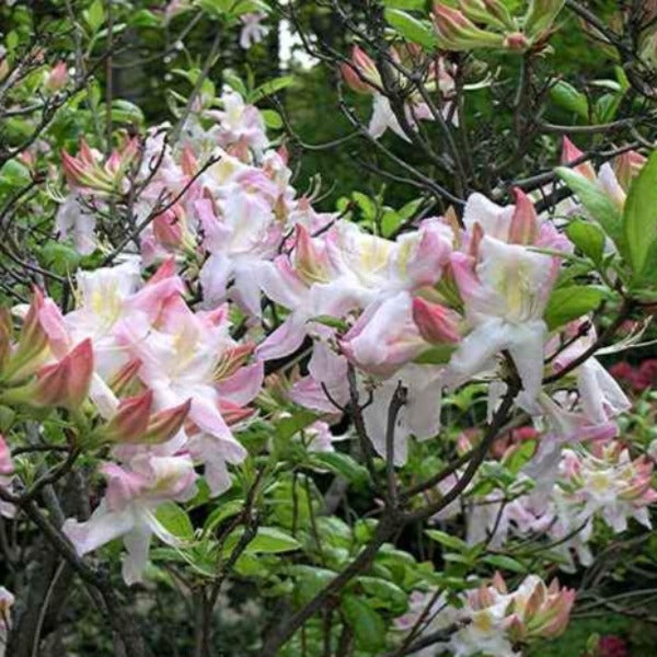 Mollis Azalea