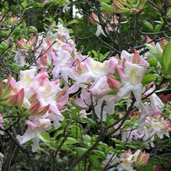 Mollis Azalea 'Sylphides', deciduous shrub featuring bright-green foliage and fragrant, bi-coloured blooms in soft-pink with a golden blotch.