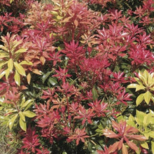 Load image into Gallery viewer, Pieris &#39;Valley Fire&#39;, evergreen shrub 
