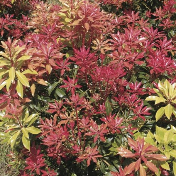 Pieris 'Valley Fire', evergreen shrub 