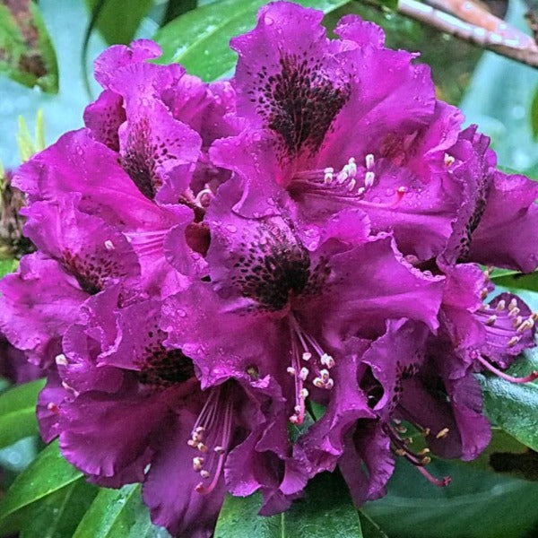 Rhododendron 'Purple Splendor', evergreen shrub with dark-green foliage and trusses of dark-purple flowers with black blotches.