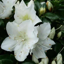 Load image into Gallery viewer, Azalea &#39;Mrs Kint White&#39;, evergreen shrub with pure-white flowers.
