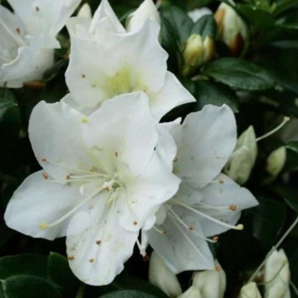Azalea 'Mrs Kint White', evergreen shrub with pure-white flowers.