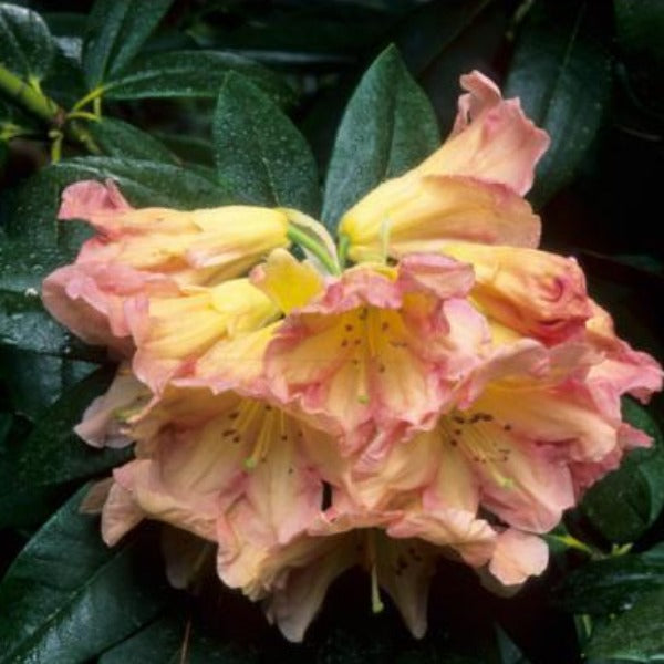 Rhododendron | Holy Moses