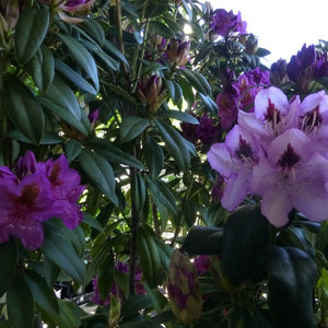 Rhododendron | Blue Peter